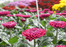 Deze mooie paarse chrysant gaat met de naam Gaviria.